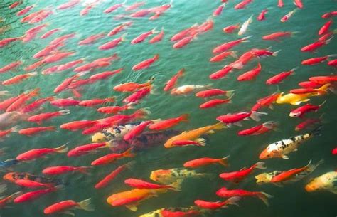 虎邊 養魚|養魚風水相關禁忌！如不謹慎，招來橫禍